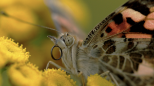 Detail shot of a butterfly sitting on a yellow flower. Unsharp background. Shot on a Zeiss Macro prime lens.